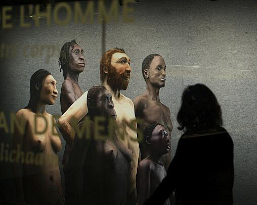 Gallery of Humankind. Courtesy of Royal Belgian Institute of Natural Sciences