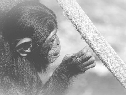 The social state in chimpanzees is quite dynamic