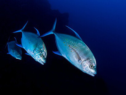 Cardumen de «Caranx malabaricus», del orden de los Perciformes