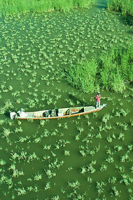 Chibayish marshes, Iraq, near al-Nasiriyah