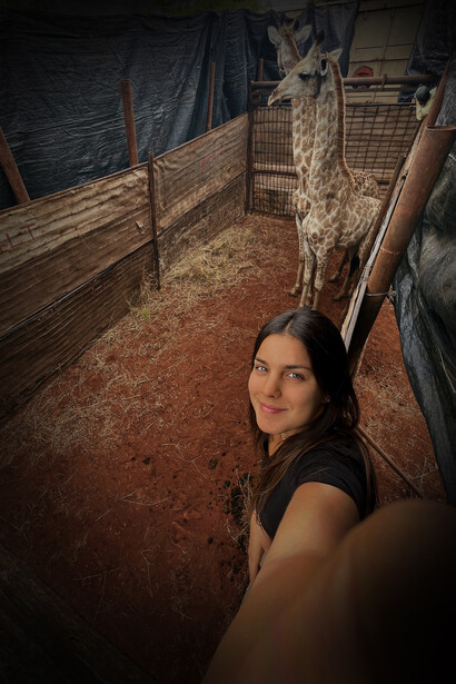 Giraffe. Trasferimento di due giraffe da una riserva ad un’altra. AWMC è un’organizzazione che si occupa di trasferire gli animali selvatici da una riserva ad un’altra, per qualche giorno mi hanno portato con loro e mi hanno fatto sperimentare l’adrenalina di trattare da vicino animali così speciali. Africa