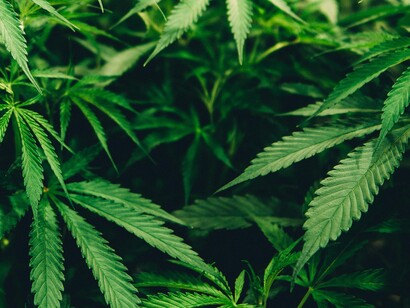 La coltivazione di piante di cannabis destinate all'uso personale