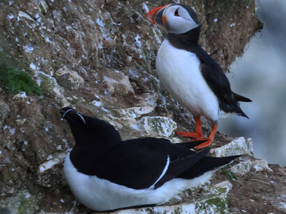 Puffin and Razorbill at Bempton Cliffs (c) Gehan de Silva Wijeyeratne