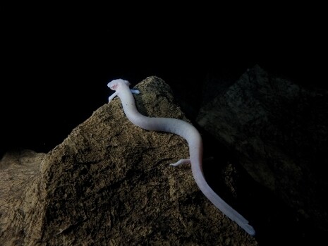 «Proteus anguinus», salamandra ciega de las cuevas de Eslovenia, cerca de Trieste, Italia