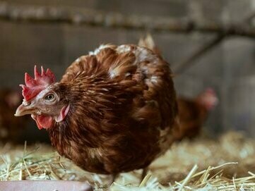 UN pollo corre in un pollaio