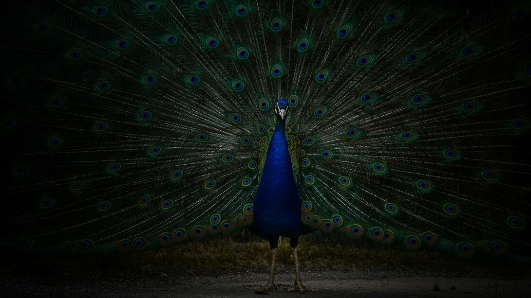 A beautiful peacock spreads out their feathers in pride