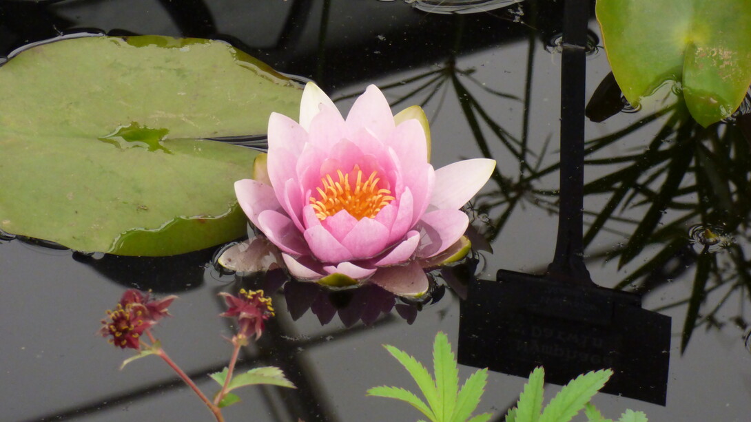 Ninfea Pygmaea Rosea