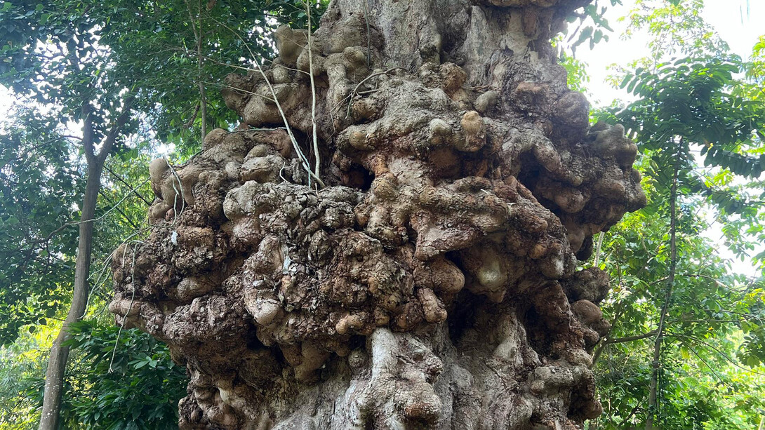 El recorrido por la ruta del cacao en Chuao combina la belleza natural, la historia local y los mitos que rodean a sus árboles emblemáticos