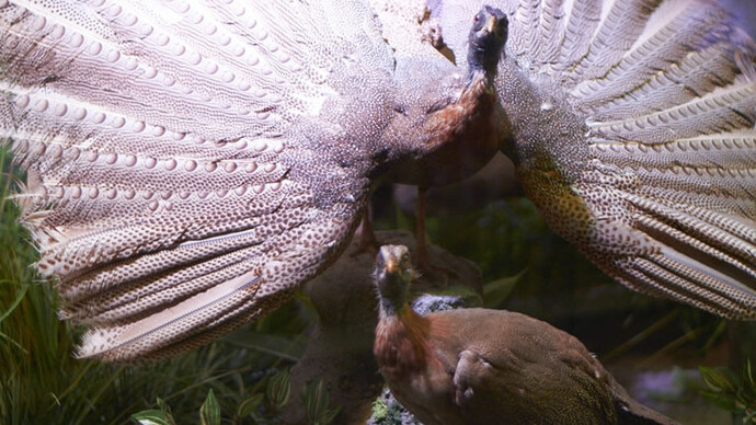 The Malaysian fauna. Courtesy of Grigore Antipa National Museum of Natural History