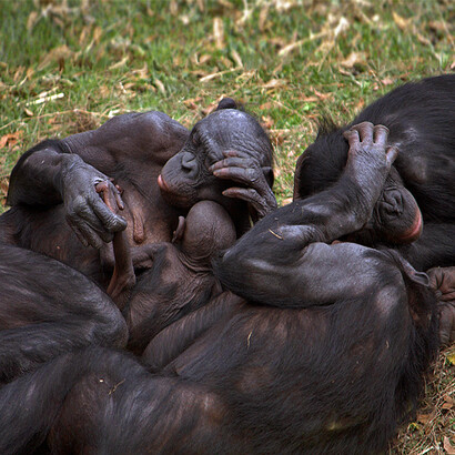 Very interestingly, as reported in Figure 4, ca. 1-2 million years ago another kind of ape branched off from the chimpanzee lane: the bonobo ('Pan paniscus', previously called pygmy chimp as it is smaller than chimpanzees). The bonobos are less aggressive than chimpanzees and are usually friendly and peaceful (Wrangham and Peterson, 1996). The same authors have suggested that the diversification of bonobos could be due to the fact that some families of chimpanzees lived about a million years – geographically isolated – in a different, more hospitable, environment. The environmental difference may eventually have caused a drastic change in genetic behaviour.