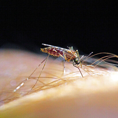 Zancudo (Culicidae) alimentándose. Foto: Charles Brewer Carías