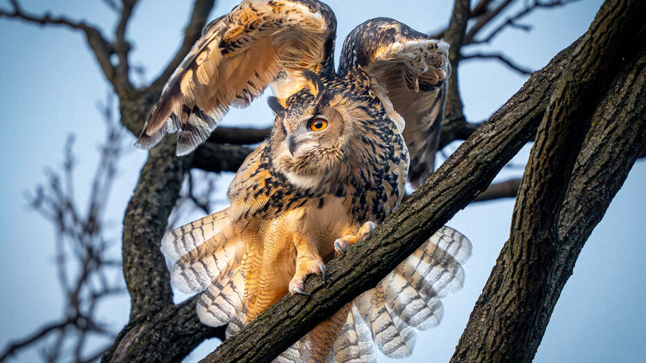 David Lei, Flaco stretching his wings, pre-flyout routine, February 15, 2023. Courtesy of The New York Historical