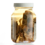 Ichthyology. Courtesy of Royal BC Museum