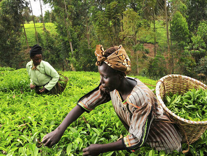 Women working on a farm. The discovery of crude oil caused redundancy in appreciating our agricultural gift