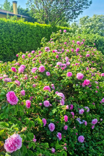 Piante di rosa damascena 