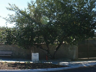 Árvore de Camilo, um Louro Cerejo (Prumius iamocerasus) que terá sido plantado por Camilo Castelo Branco durante a década de 40 do século XIX. Encontra-se nas proximidades da igreja paroquial da Barca, concelho da Maia, distrito do Porto. De Cleópatra a Hitchcok, o nariz conduziu a história, rubricou-a, subverteu-a e/ou instabilizou-a... o modelo da novela passional, cuja “loja” Camilo “abri[u]”, inscreve em si uma espécie de capriccio ou divertimento demonstrando o virtuosismo de um autor que domina a sua arte, ciente de que literatura é artifício, jogo, construção, segundo critérios e processos