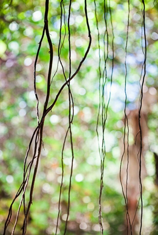 Jungle Road 13-04-49, 2013, Archival pigment print, printed 2014, 33 x 22 inches, edition of 10 © Laurie Lambrecht.