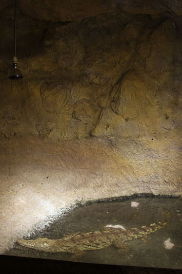 Terarium. Courtesy of Regional Natural History Museum of Plovdiv