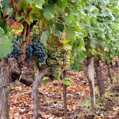 Diverse varietà di uva (sia rossa che bianca) coltivate insieme, agriturismo Etna Wine, Passopisciaro, Sicilia, Italia