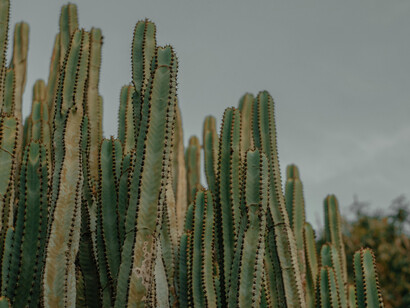 Cactus, Messico. Civiltà Huichol: la sacralità del peyote e il ponte tra realtà e trascendenza