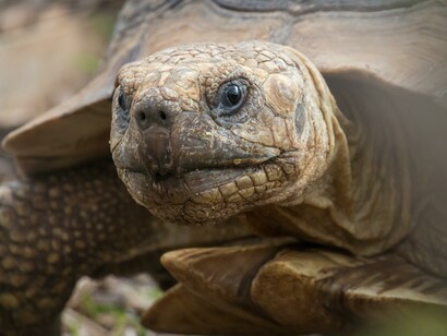 The giant tortoise species, thus getting nicknamed Big Daddy