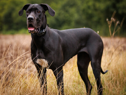Perro Gran Danés en el bosque
