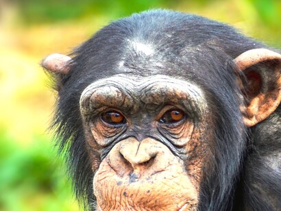 Chimpancé