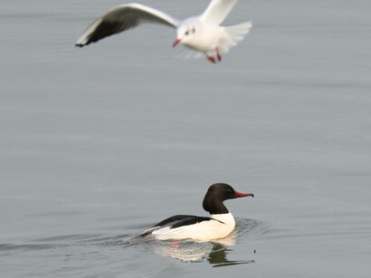 Goosander with circling Black-headed Gull at Abberton Reservoir, England photo by Gehan de Silva Wijeyeratne
