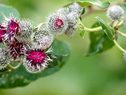 Dal mito al principio curativo. Courtesy of Municipio di Pesaro