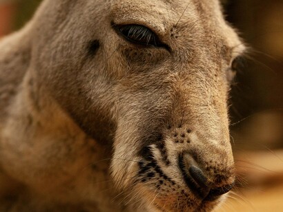 Hoje em dia os animais mais famosos da Austrália são os marsupiais. Um conjunto curioso de mamíferos sem igual no mundo. Ao contrário dos demais mamíferos do restante do planeta que gestam são filhotes no interior de seu corpo, os marsupiais dão a luz a suas crias em um estado muito precoce de desenvolvimento, o filhote então se move até a barriga da sua mãe onde encontra uma dobra de pele na qual pode se abrigar chamada marsúpio e ficará lá, protegido até terminar de amadurecer e poder viver livre