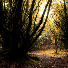 David Ian Bickley, Forest Earth