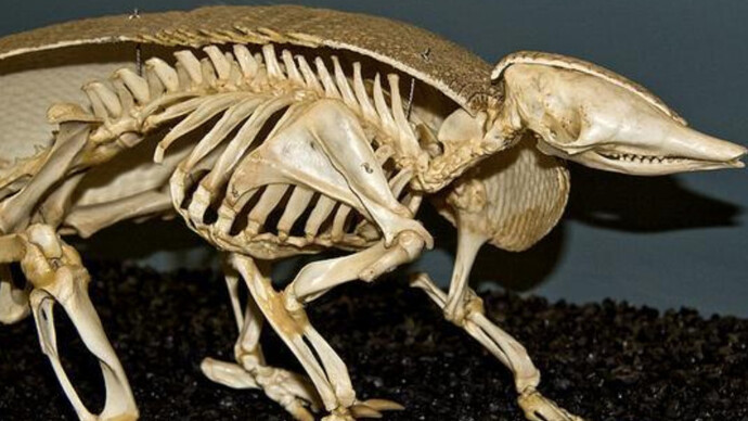 What is a Skeleton? Courtesy of Museum of Osteology