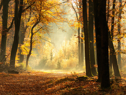 Camminando nel bosco, anche se non sappiamo con precisione dove siamo, possiamo prendere una direzione casuale