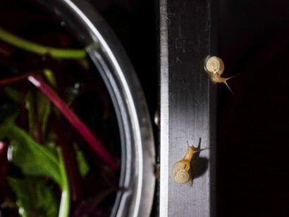 Kyoko Ide, Snails in love