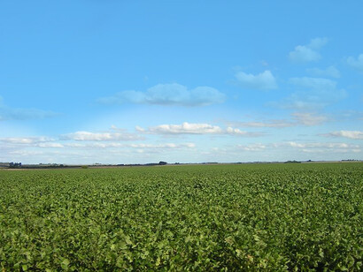 “¿Visión criolla del demonio?” La utilización de agroquímicos había aumentado y el herbicida más vendido era el glifosato, que causaba cáncer. Campo de soja en Paso de La Arena, Argentina