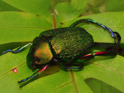 Escarabajo «Chrysophora chrysoclora», Colombia