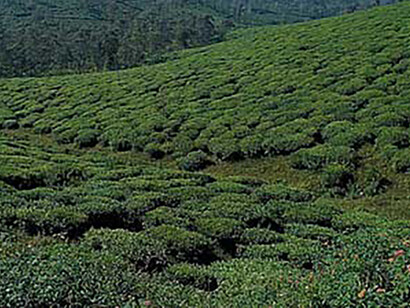 Tea monocultures replacing rainforests in south India - consumption patterns have to be challenged © Ashish Kothari