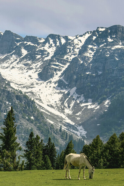 A white horse grazing on the lush green grass of Manthar Meadow in Bandipora, Jammu & Kashmir, with snow-covered mountains in the background during the daytime, India