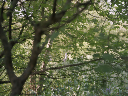 Elger Esser, Harmas (Iris II), 2014, Directprint, AluDibond, Shellac, 183 x 231 x 4,5 cm, Unique copy, Courtesty: Galerie Thaddaeus Ropac Paris/Salzburg © Elger Esser