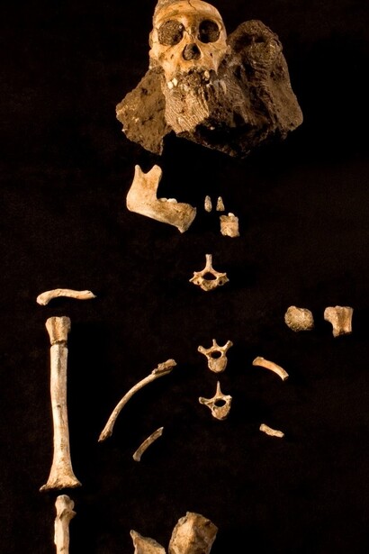 Australopithecus sediba