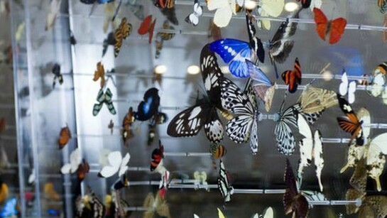 Nick Jeffrey, A glimpse of Jakucho at Kompira-san in 2004, Butterflies, mirror & Perspex, 150 x 150cm each Commission