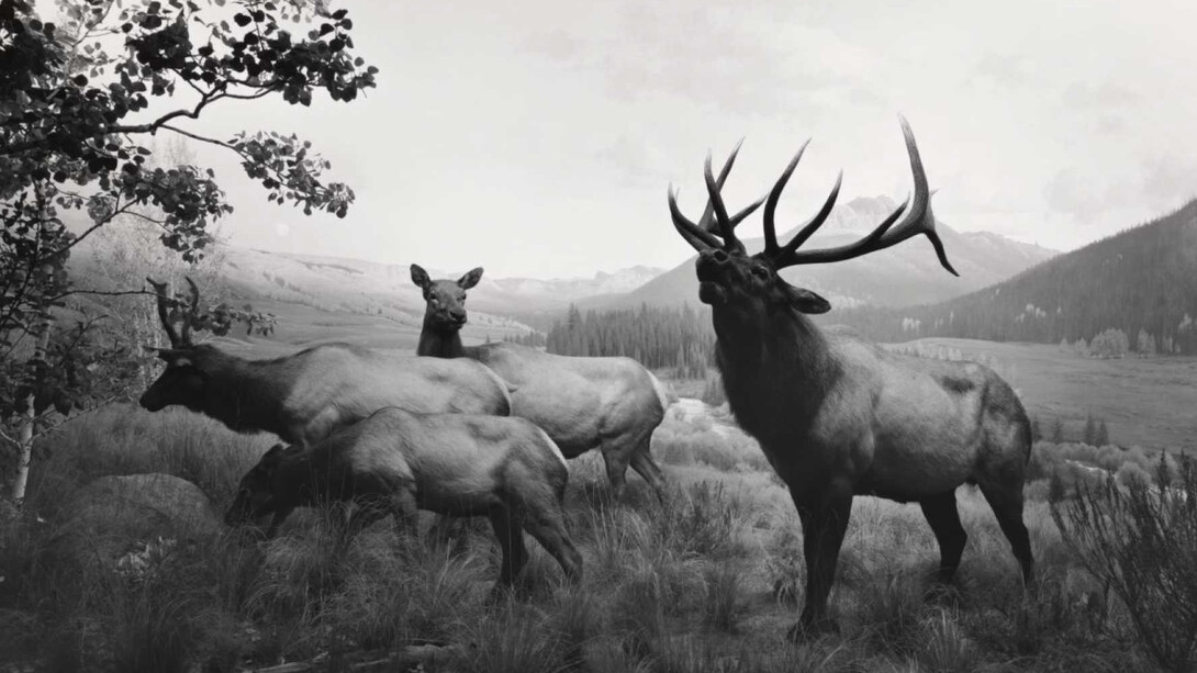Hiroshi Sugimoto. Courtesy of Royal Museums of Fine Arts of Belgium
