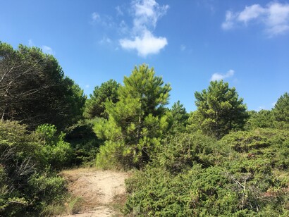 Sentieri di sabbia tra pini marittimi ginepri e filliree
