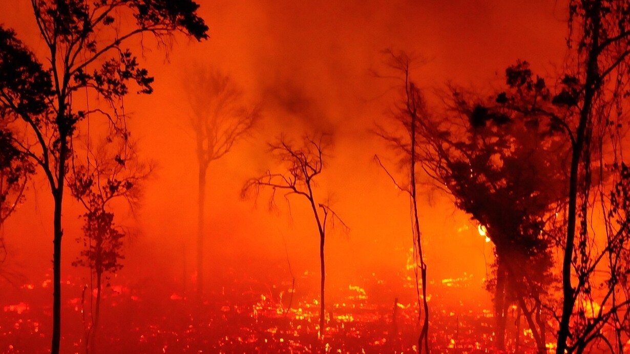 Com incêndios e não só, desde 2008 a Amazônia já perdeu cerca de 3.360 km² de mata nativa