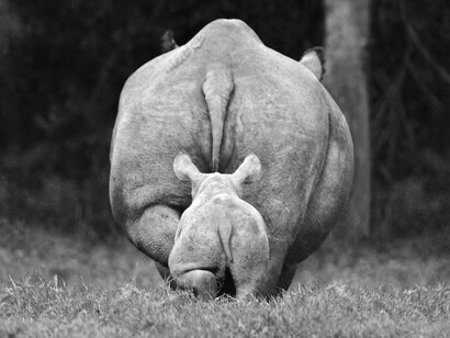Rhinos. Solio Game Ranch, Mweiga, Kenya, 2008
