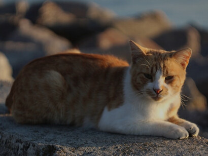 Capture the essence of Istanbul's coastal beauty as you behold an orange and white cat reclining gracefully on a weathered brown wooden plank by the seaside