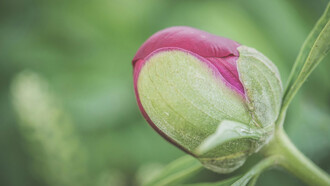 A pink flower bud, ready to burst into color and life