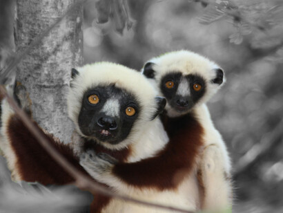 Lémures de Madagascar