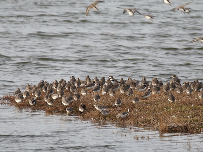 Ringed Plovers at high tide roost at Two Tree Island © Gehan de Silva Wijeyeratne