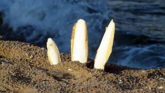 "Ossi di seppia" è il titolo della prima raccolta poetica di Eugenio Montale pubblicata nel 1925 